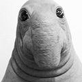 m4ckd0ge-repacks.site favicon